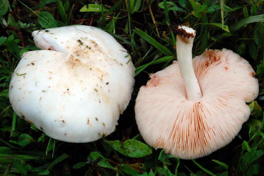 Pluteus petasatus 6578_3.JPG