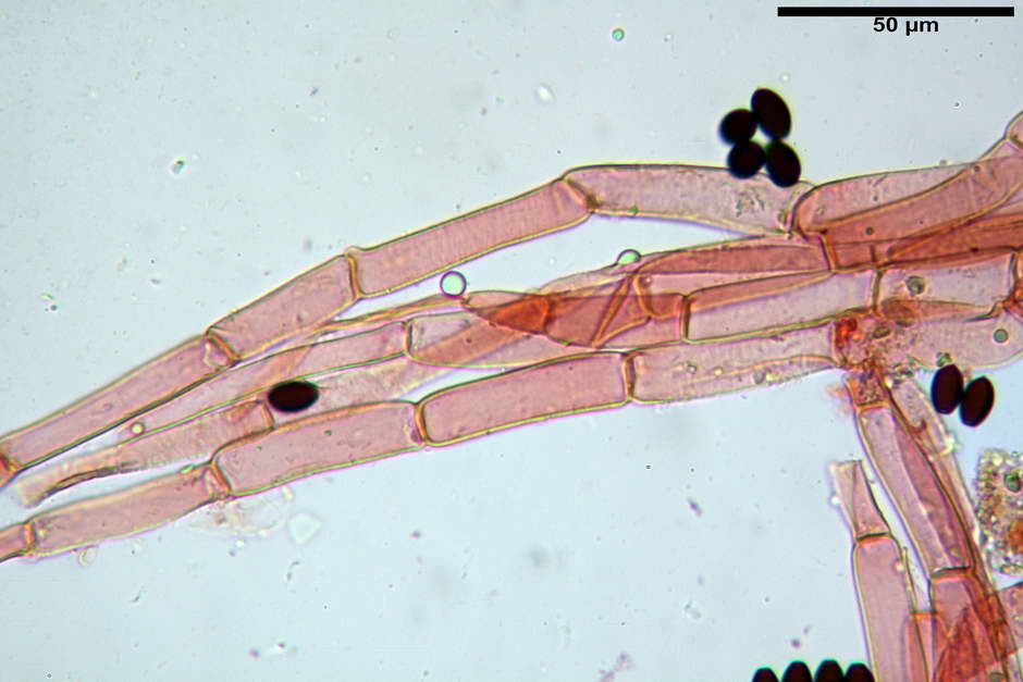 Coprinopsis pachyderma 4824 14.jpg