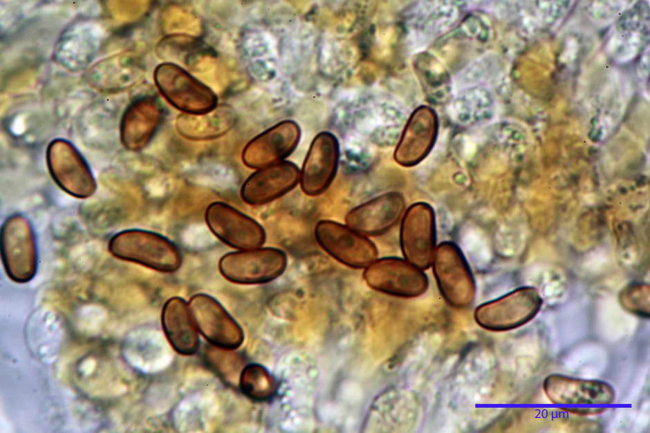 pholiota tuberculosa 4736 35.jpg
