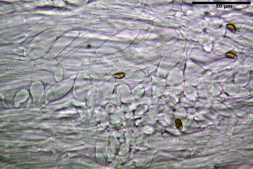 Inocybe phaeodisca var geophylloides 5226 39.jpg