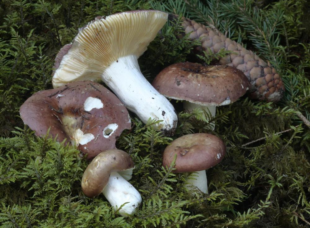 Russula integra 5384 03.JPG