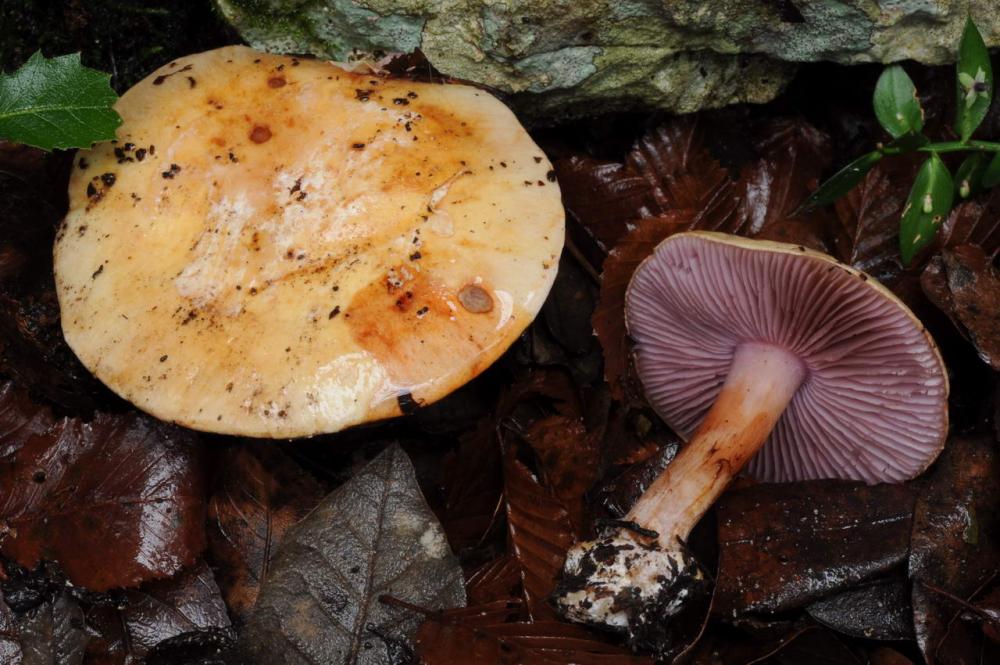 Cortinarius violaceipes 7411 03.JPG