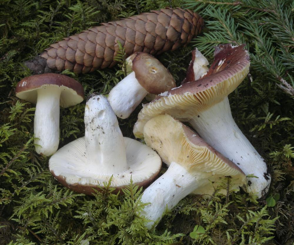 Russula integra 5384 05.JPG