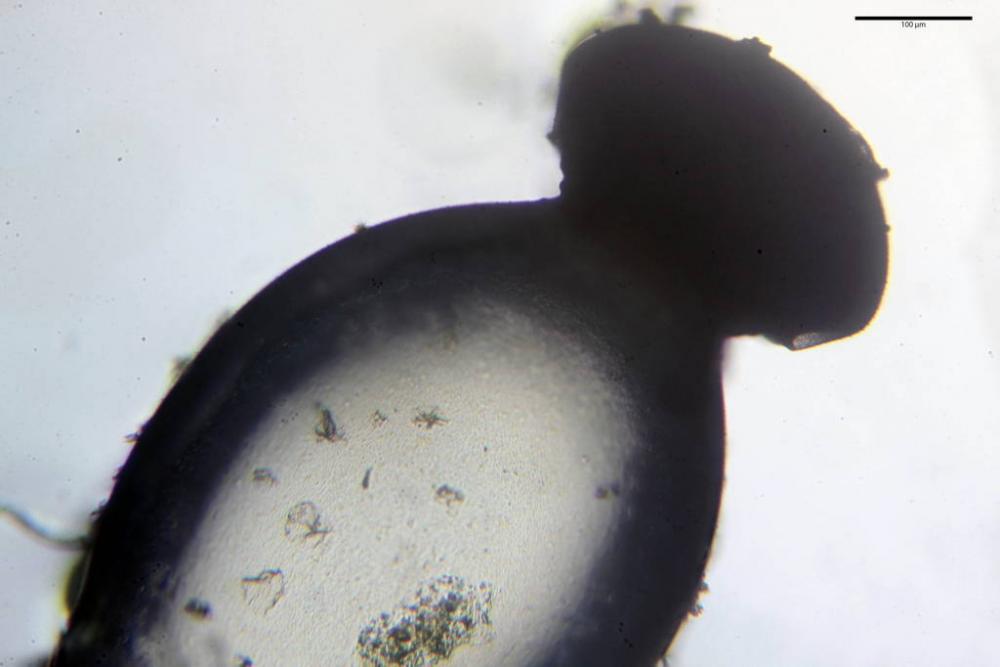 Pilobolus kleinii 9525 08.jpg