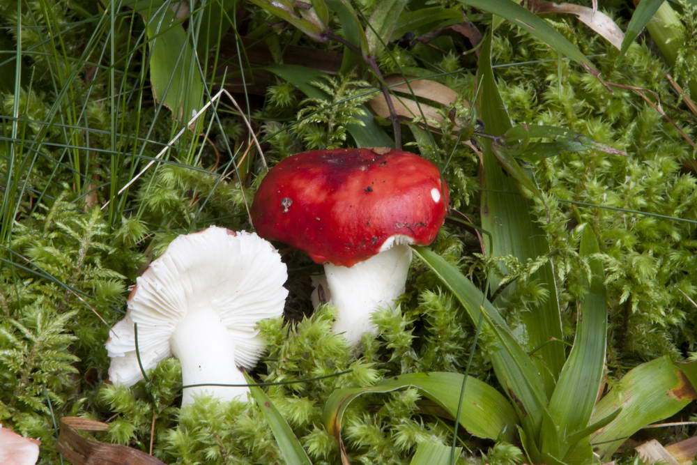 russula silvestris 4875 03.jpg