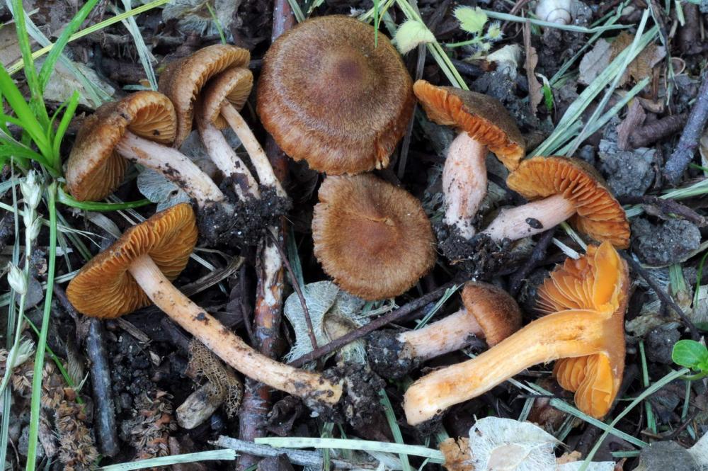 Inocybe flocculosa var crocifolia 7068 05.JPG