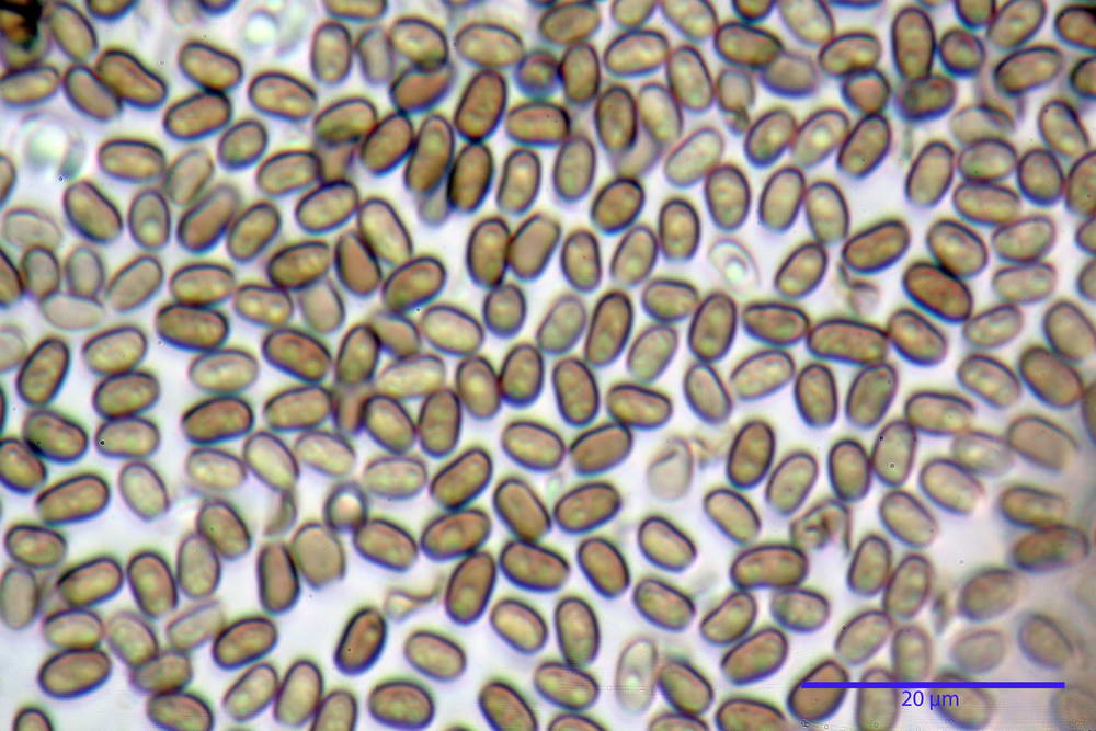 psathyrella hydrophila 34.jpg