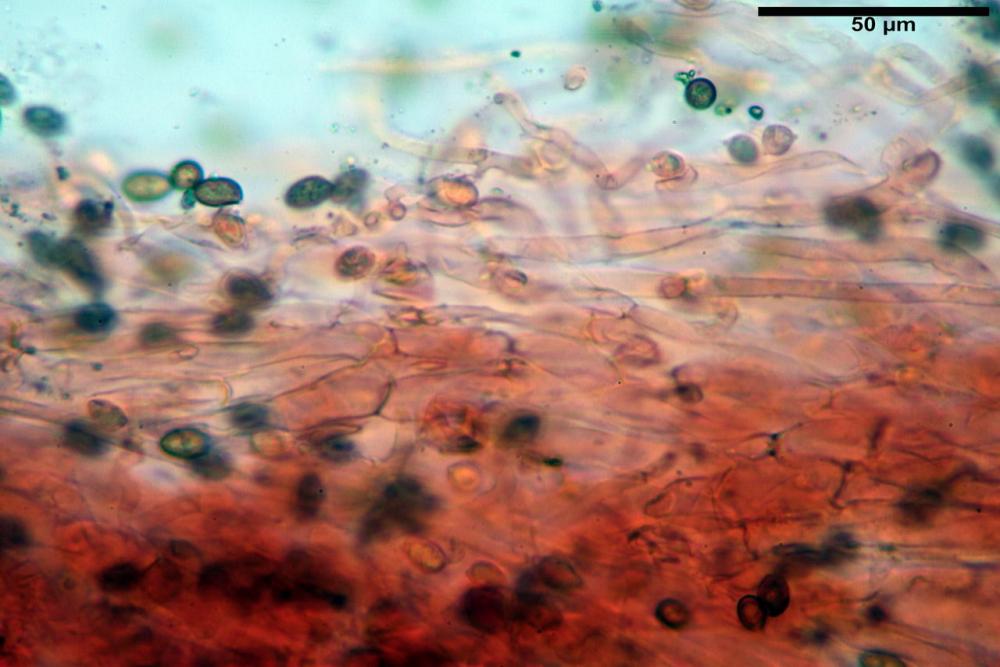 Galerina marginata 5784 12.jpg