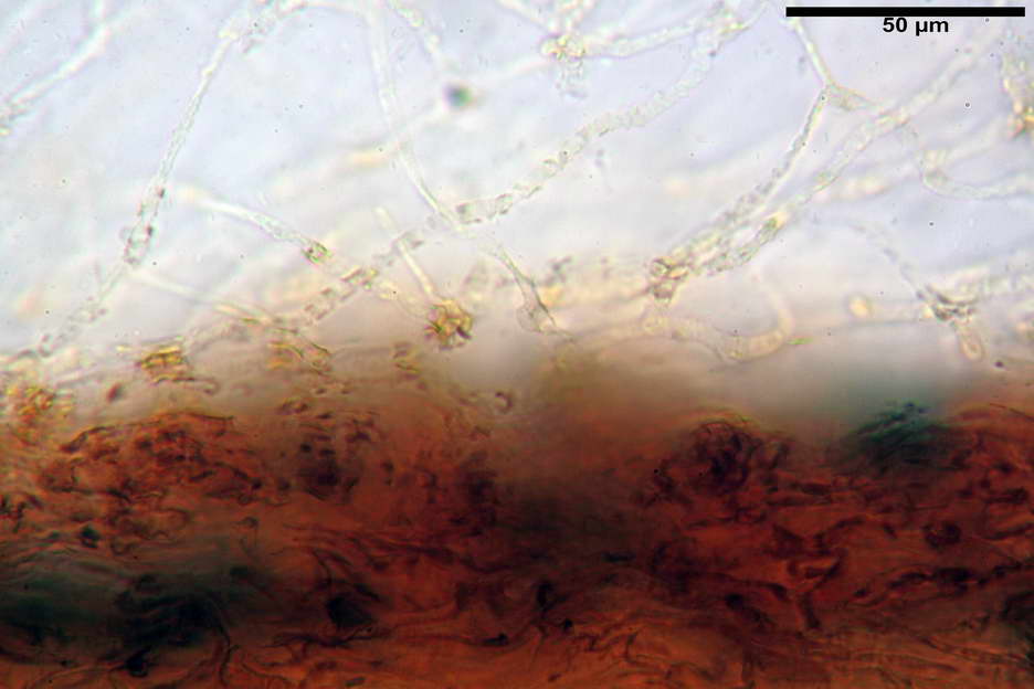 pholiota higlandensis 4837 05.jpg
