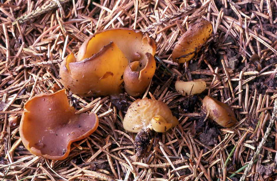 sowerbyella radiculata 1558 01.jpg