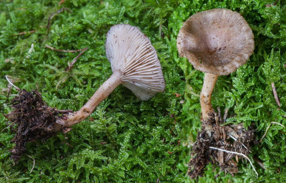 Clitocybe vermicularis.jpg