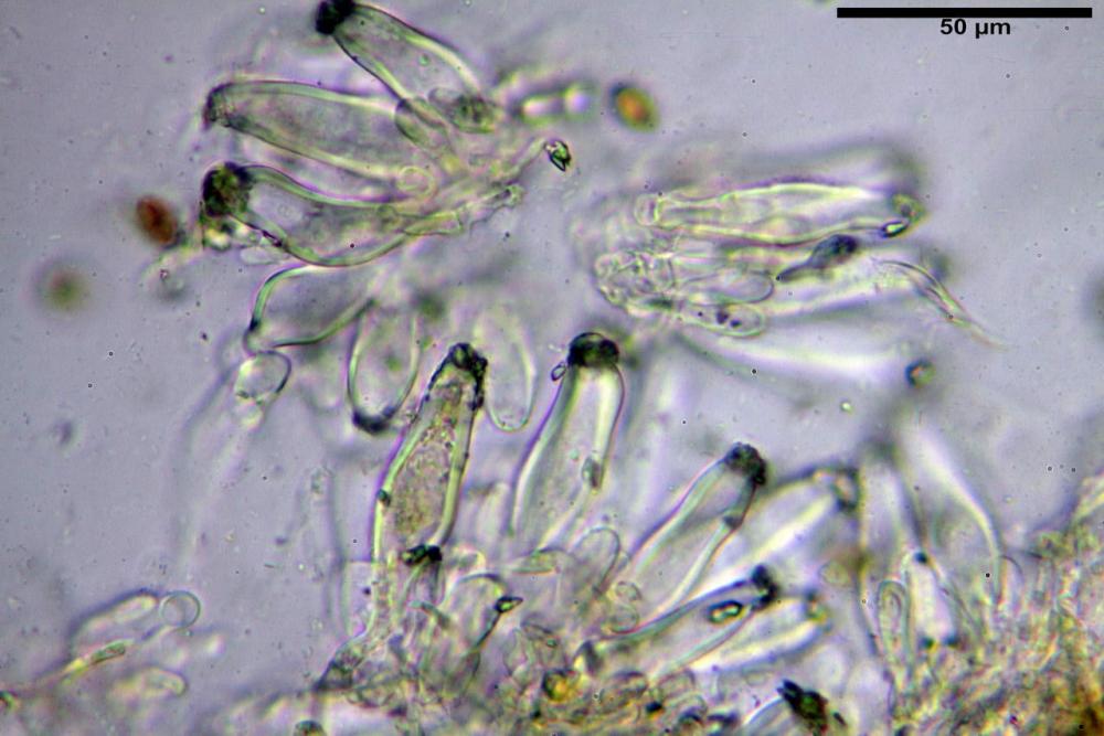 Inocybe phaeoleuca 7440 43.jpg