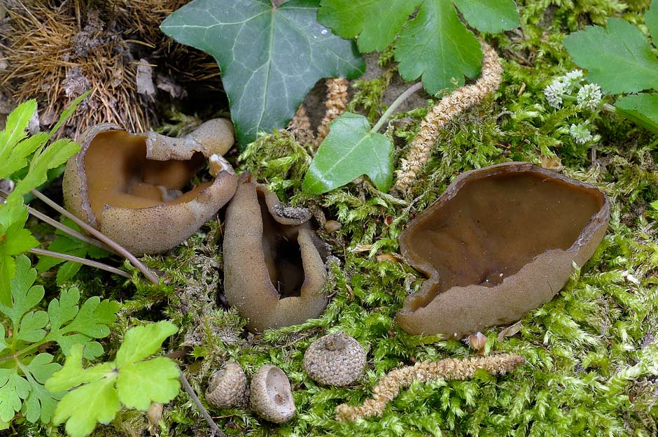 peziza badioides 4670 03.jpg