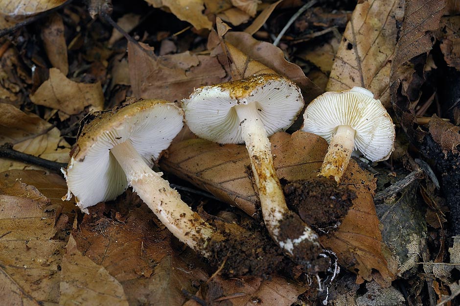 lepiota griseovirens 4598 02.jpg