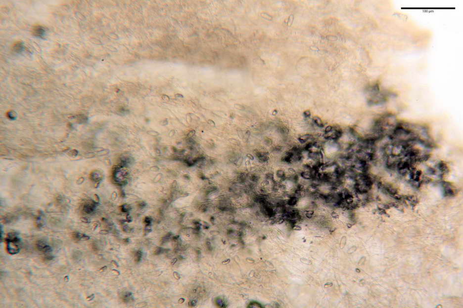 urnula pouchetii 4829 06.jpg