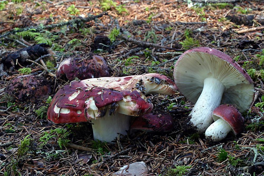 russula vinosa 2423 01.jpg