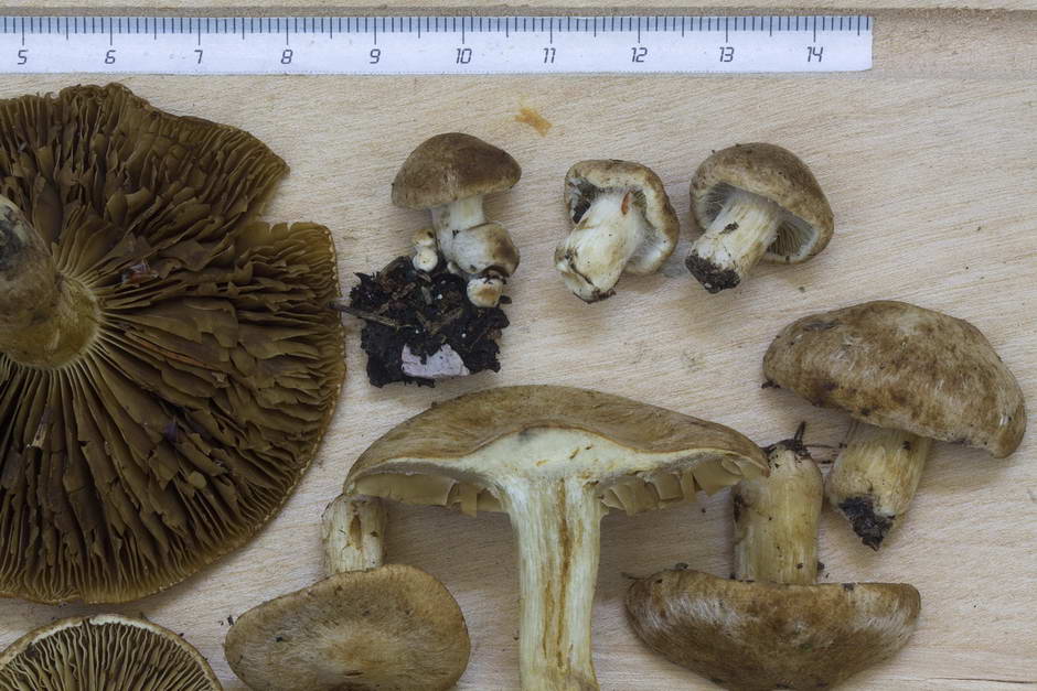 inocybe leucoblema 4846 05.jpg