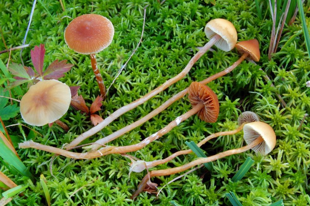 Galerina paludosa vs Hypholoma elongatum _resize.JPG