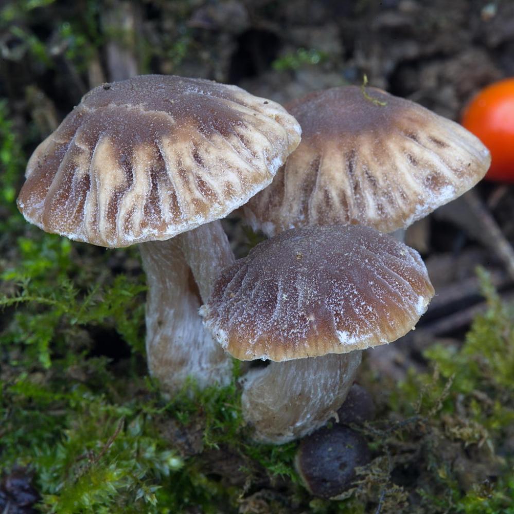 Psathyrella olympiana 06.jpg