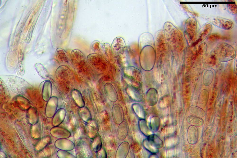 cheilimenia dennisii 5049 40.jpg