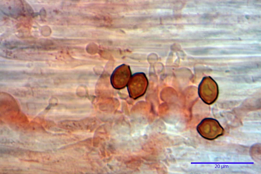 conocybe antipus 4921 36.jpg