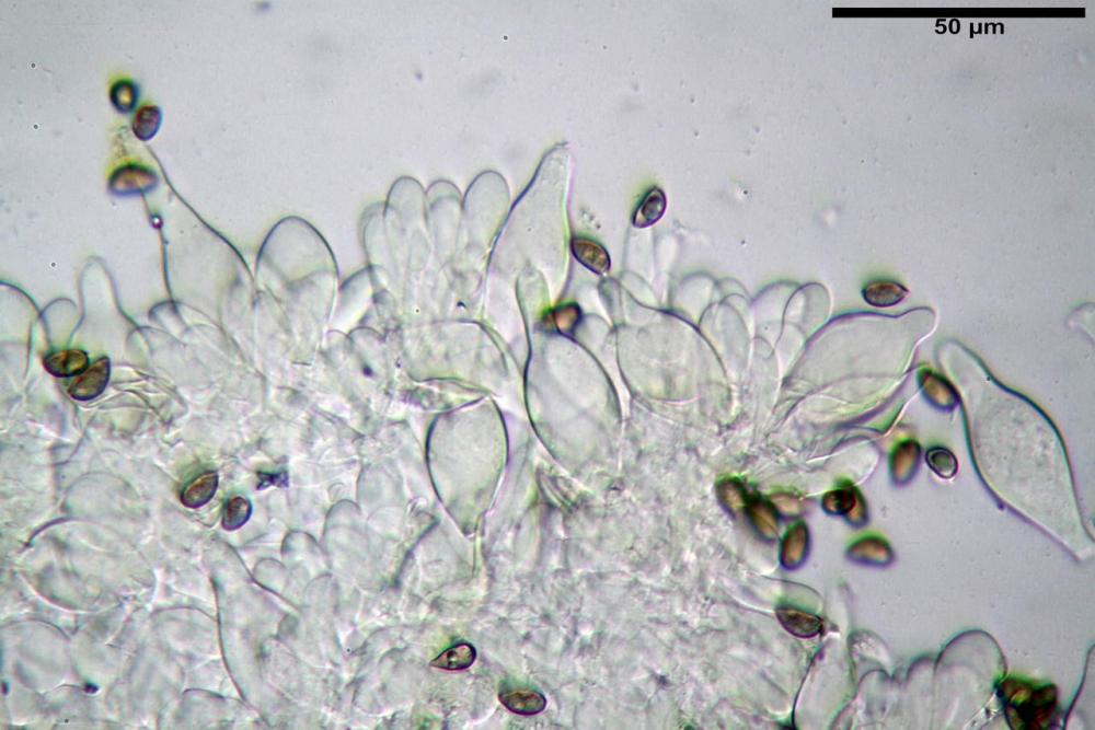 Inocybe phaeodisca var geophylloides 5226 12.jpg