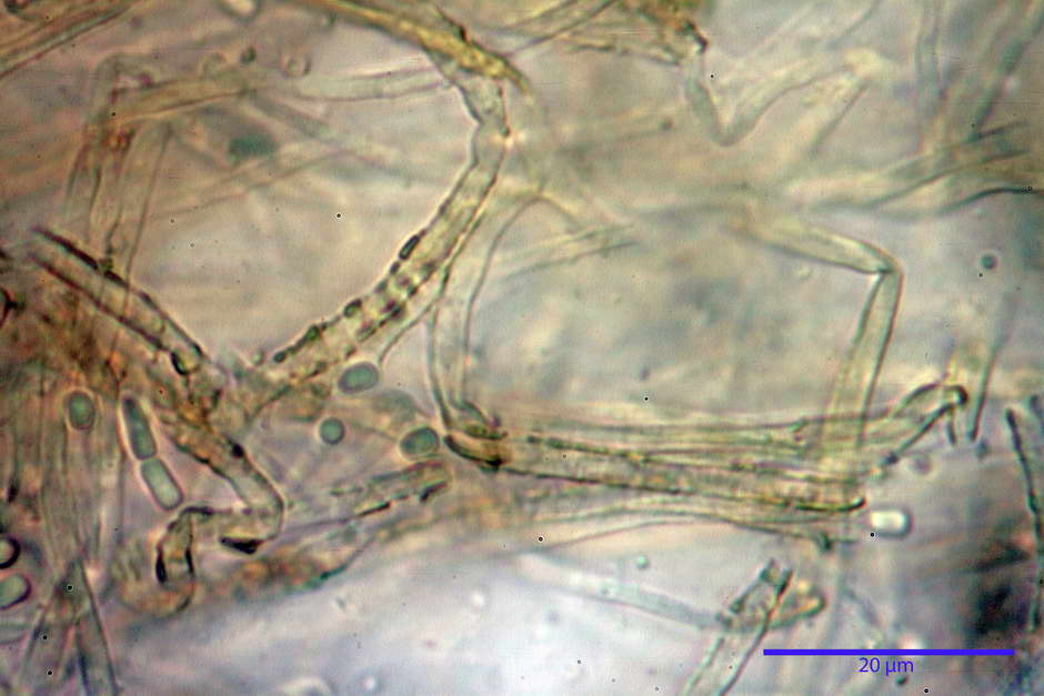 elaphocordyceps ophioglossoides 4709 22.jpg