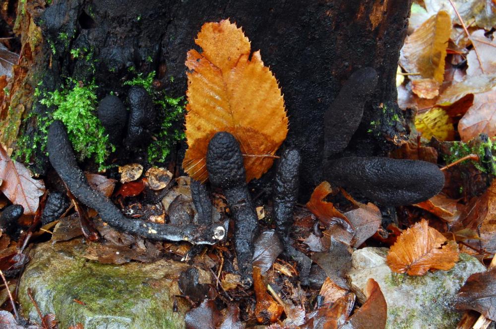 Xylaria polymorpha 6529_1.JPG