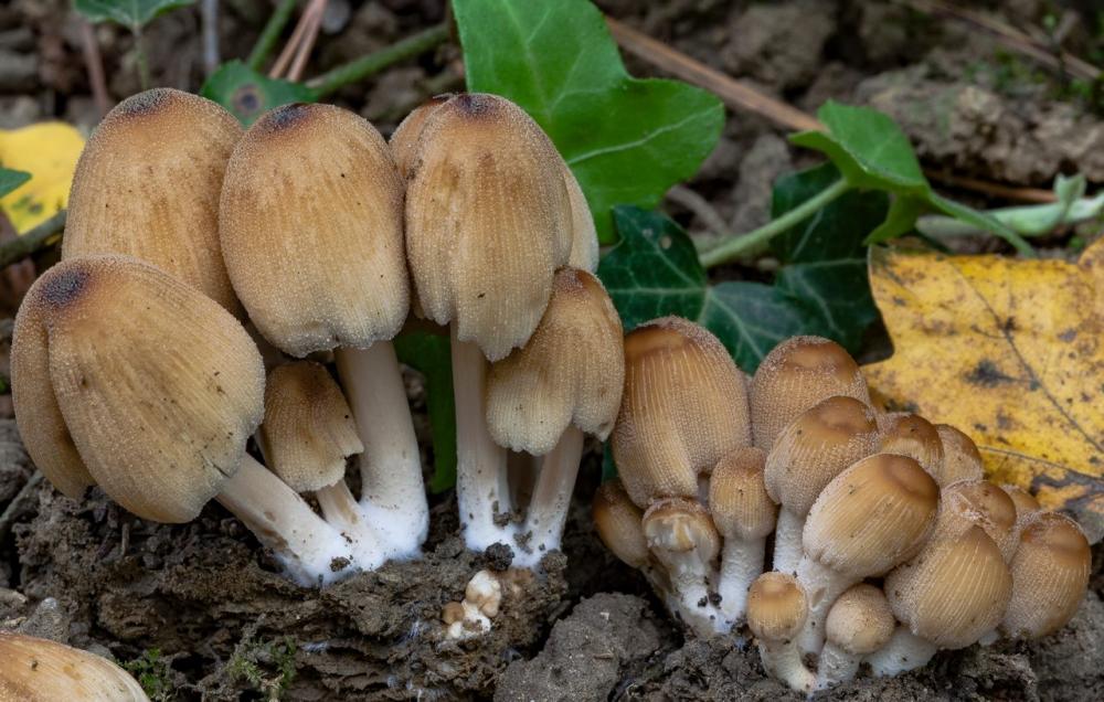 Coprinellus micaceus 01.jpg