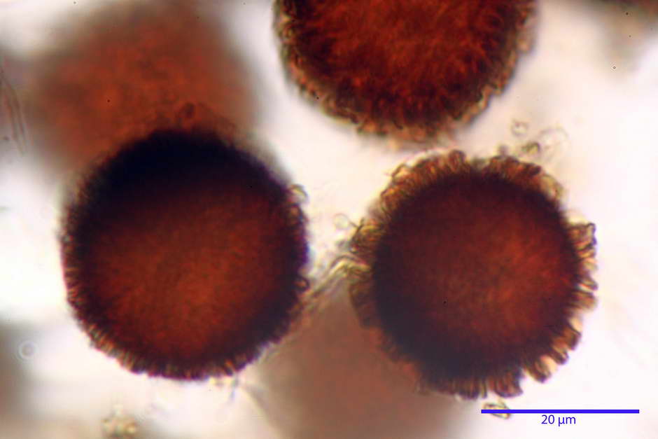 elaphomyces granulatus 4710 24.jpg