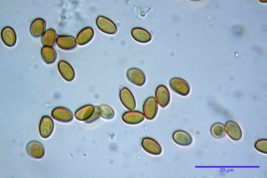 pholiota higlandensis 4837 20.jpg