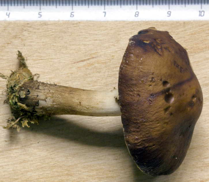 agrocybe 01.jpg