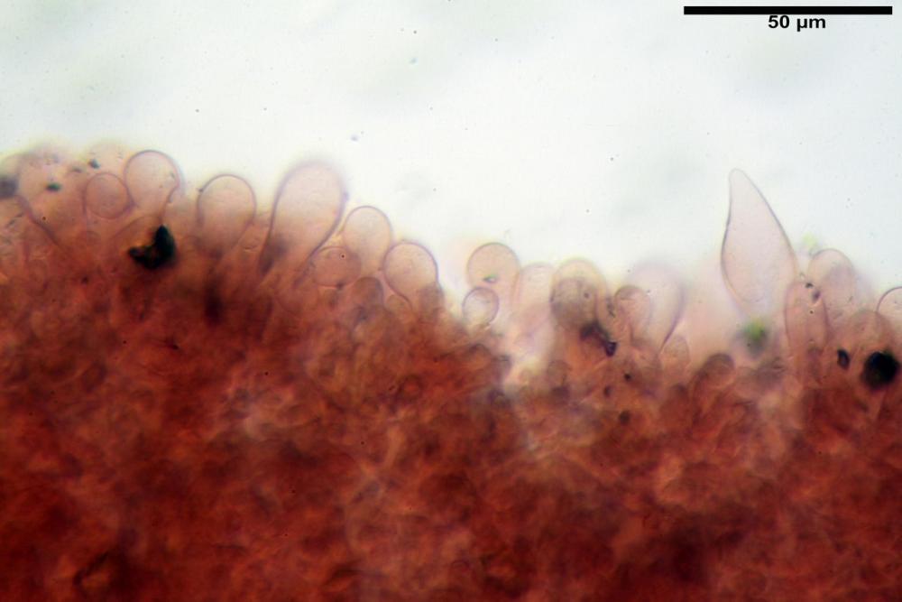 Psathyrella fatua 6261 18.jpg