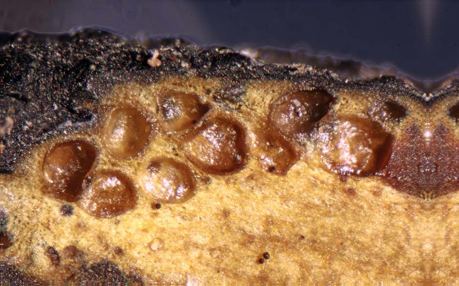 elaphocordyceps ophioglossoides 4709 09.jpg