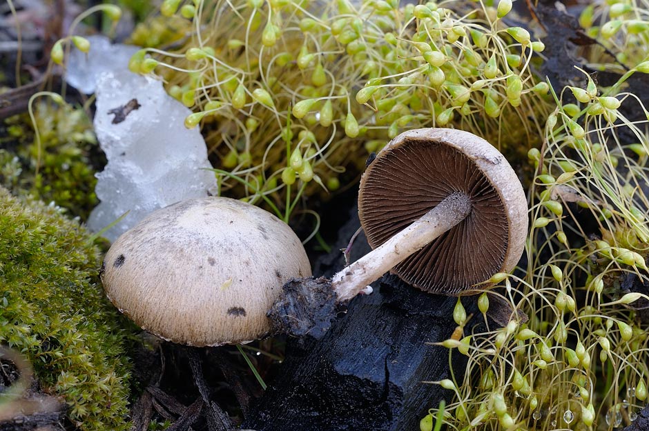 psathyrella 01.jpg