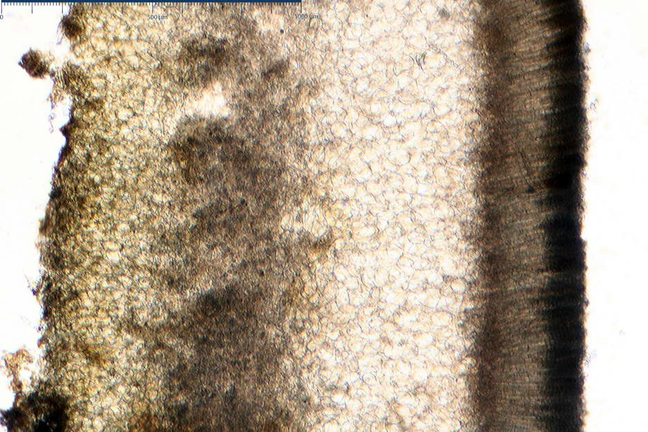 peziza badioides 4670 07.jpg