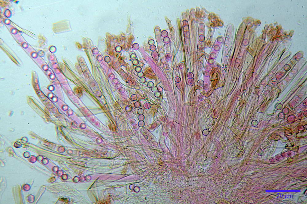 plicaria endocarpoides 5034 29.jpg