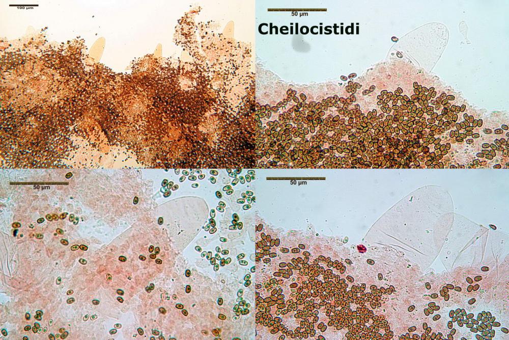 Coprinellus ellisii cheilocistidi.jpg