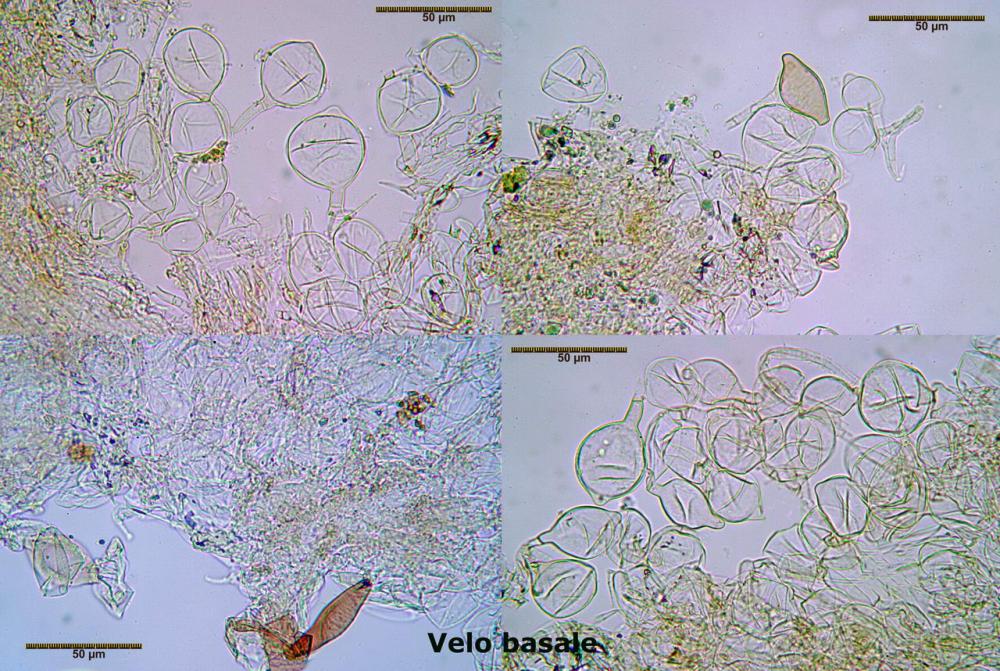 Coprinellus ellisii velo basale.jpg