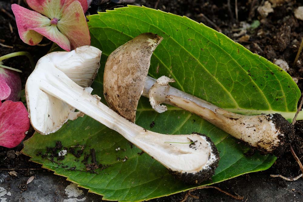 leucoagaricus cinerascens 5025 04.jpg