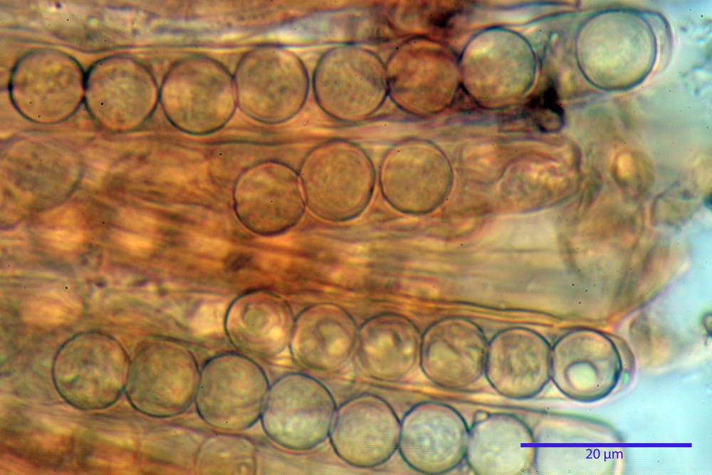 plicaria endocarpoides 5034 51.jpg