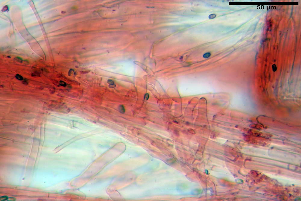 psathyrella hydrophila 46.jpg