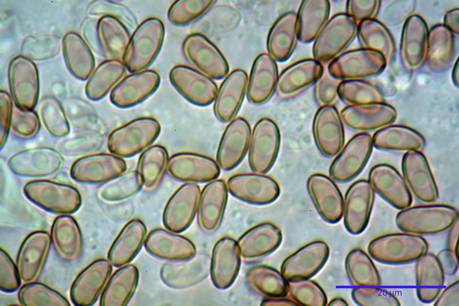 psathyrella 34.jpg