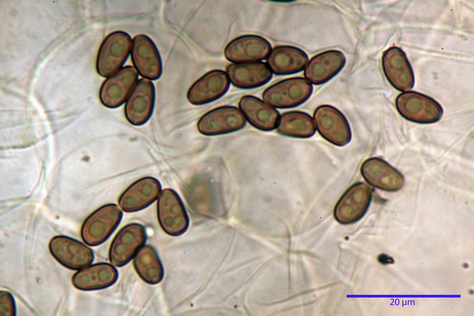 psathyrella obtusata 4699 50.jpg