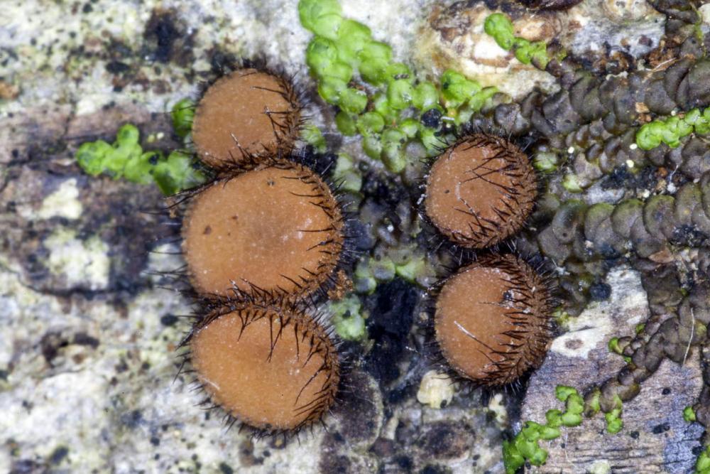 Scutellinia crinita 7493 17.jpg