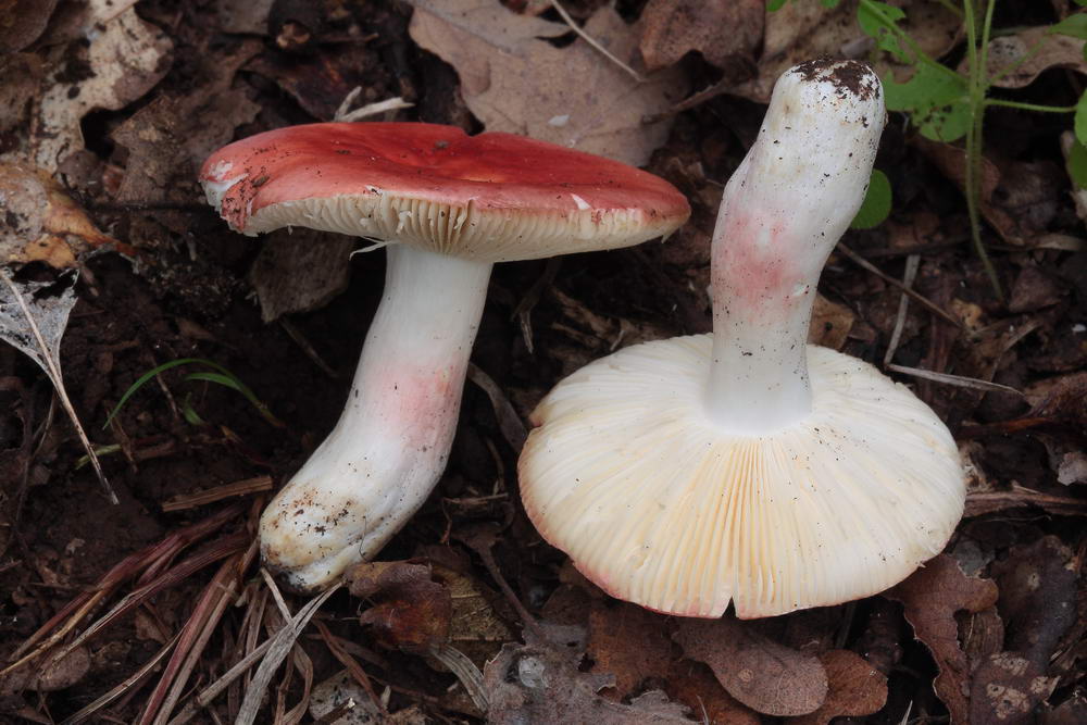 russula persicina 5139 02.JPG