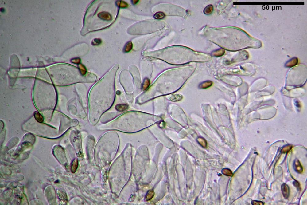 Inocybe phaeodisca var geophylloides 5226 10.jpg