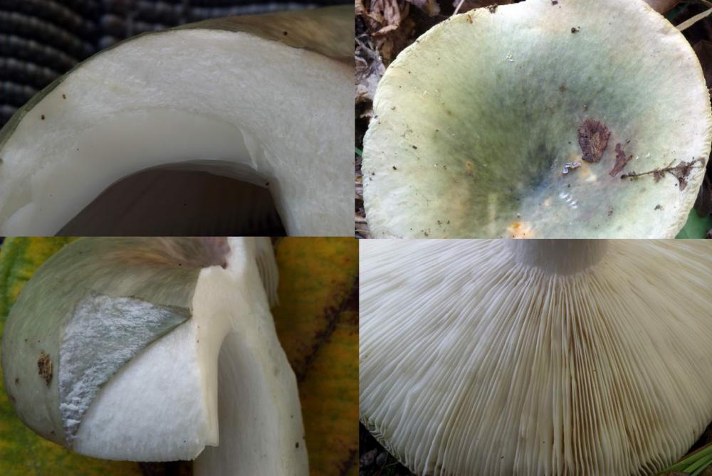 russula cyanoxantha 2.jpg