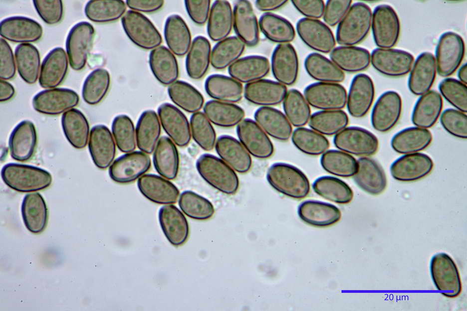 Psathyrella 36.jpg