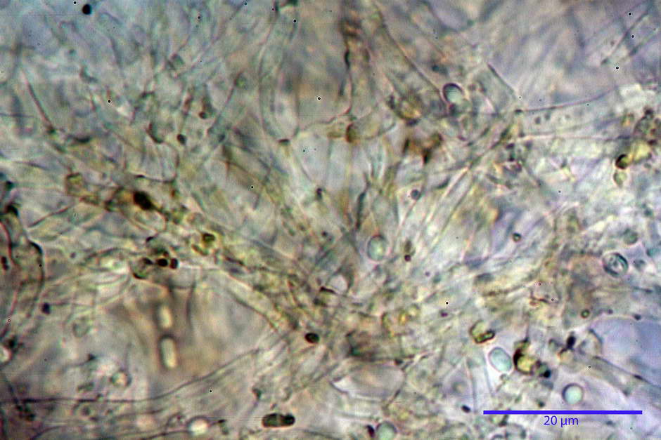 elaphocordyceps ophioglossoides 4709 24.jpg